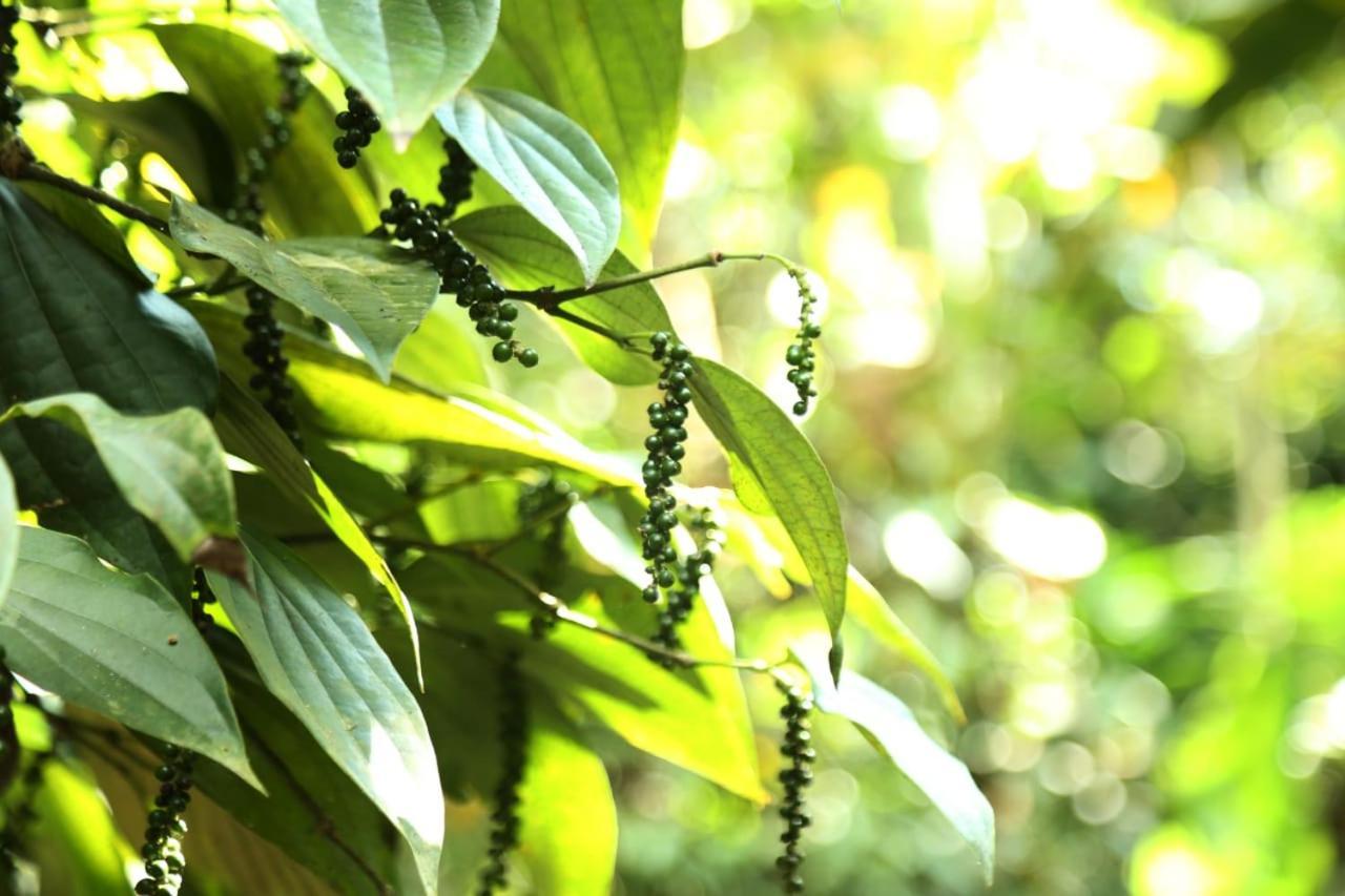 Loveshore Homestay Munnar Anachal Extérieur photo